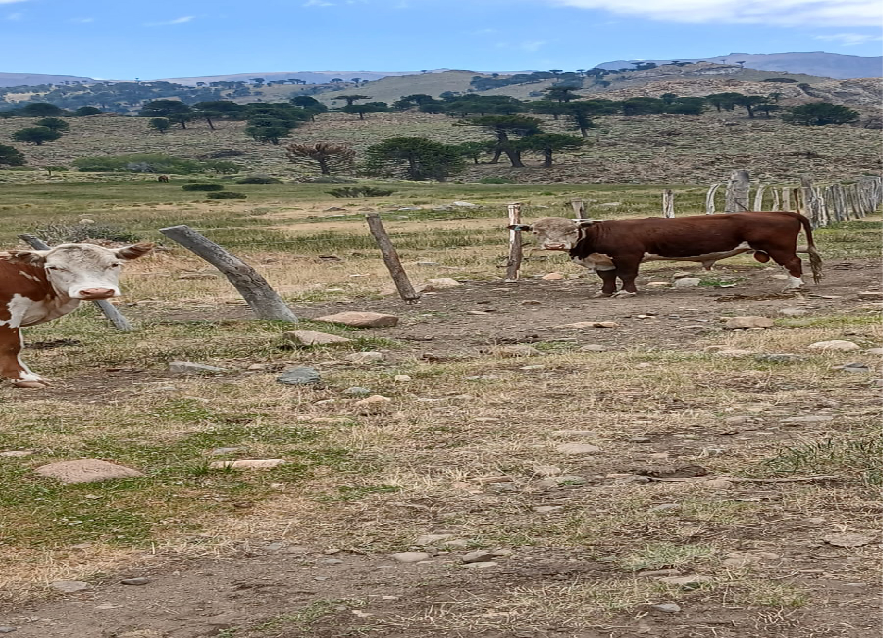 Paisaje del Espinazo del Zorro en la Ruta 46, zona de conflicto por el cierre de la huella de arreo hacia el Catan Lilí.
