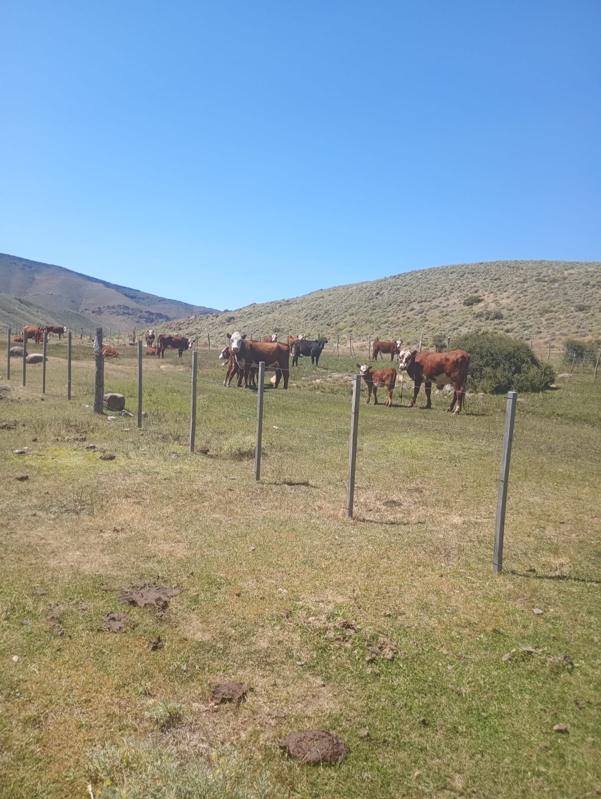 Crianceros desesperados custodiando su ganado en la banquina de la Ruta 46, frente al acceso bloqueado a las veranadas del Río Catán Lil.