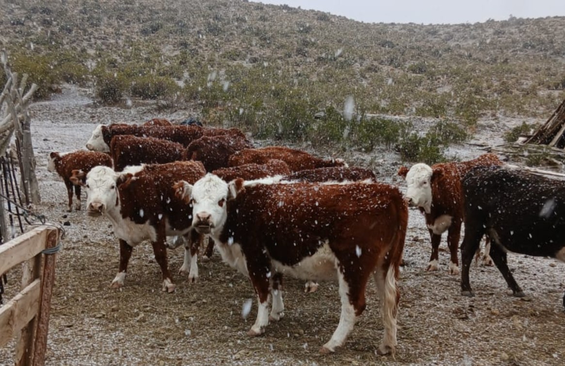 Crianceros neuquinos enfrentan un invierno marcado por el frío extremo y la sequía.