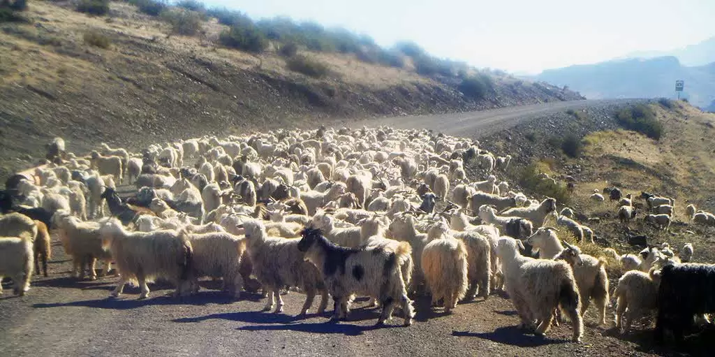 Grupo de crianceros con su ganado en un paisaje de la zona rural de Neuquén.