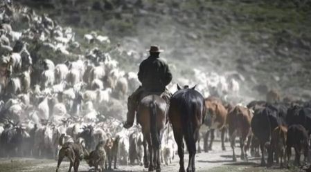 Criancero neuquino guiando a su piño de chivas por una huella de arreo durante la invernada.