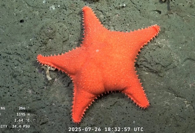 Una estrella de mar naranja en el lecho marino del cañón de Mar del Plata, captada por la transmisión en vivo de la expedición del CONICET.