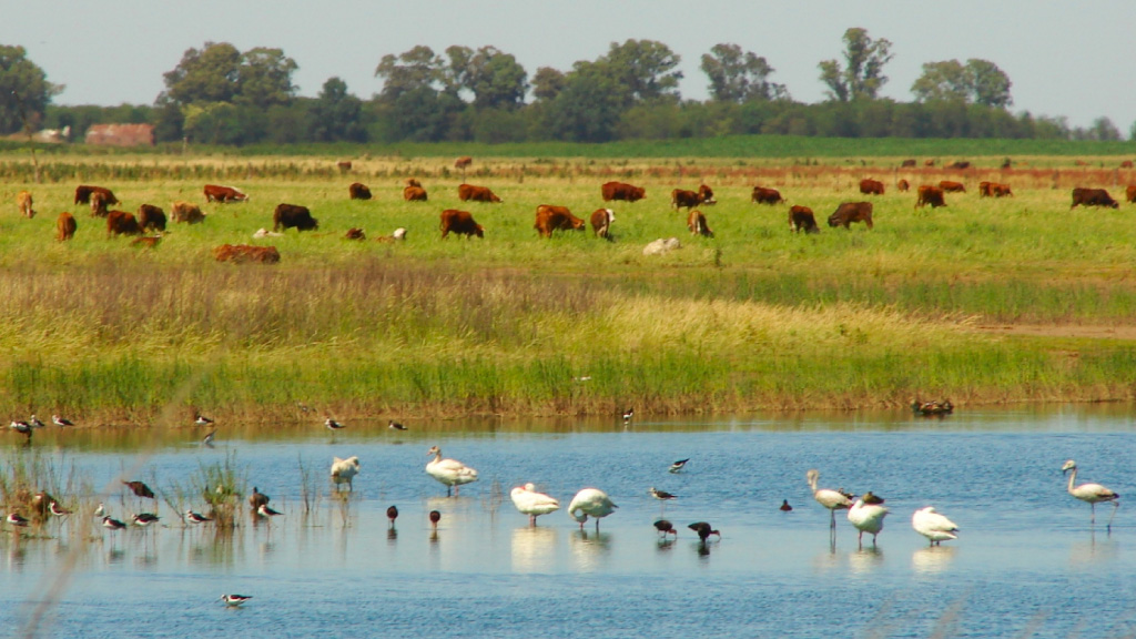 Zona nucleo de la pampa humeda.