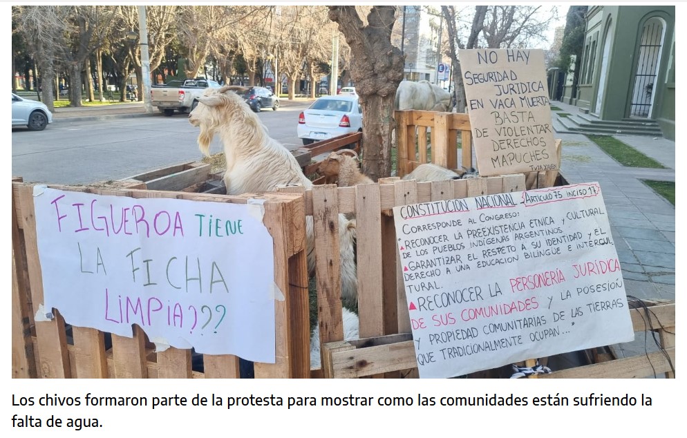 Los chivos formaron parte del acampe