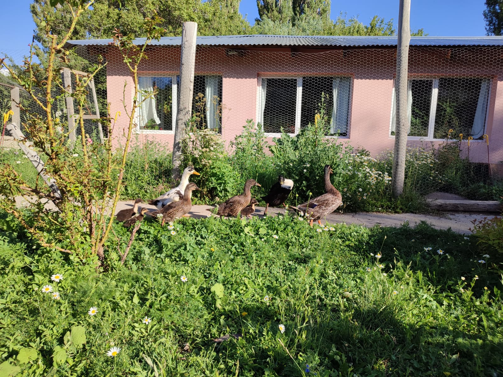 Chacra productiva en El Huecú con casa rústica, huerta e instalaciones rurales completas.